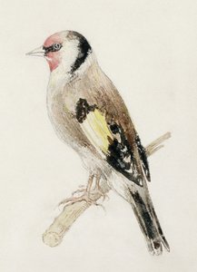 Stehlík, z Farnley Book of Birds, c.1816 (tužka a akvarel na papíře) od Joseph Mallord William Turner