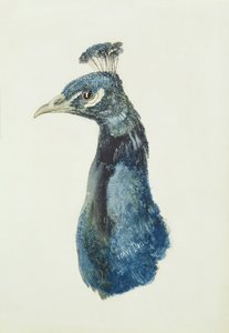 Peacock, z Farnley Book of Birds, c.1816 (tužka a akvarel na papíře) od Joseph Mallord William Turner