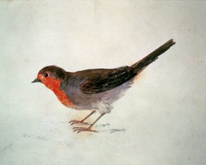 Robin, z Farnley Book of Birds, c.1816 (tužka a akvarel na papíře) od Joseph Mallord William Turner