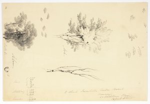 Náčrtky jilmů a jasanů od Joseph Mallord William Turner