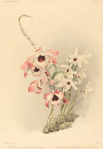 Dendrobium Hybridium Venus a Dendrobium Hybridium Cassiope.
