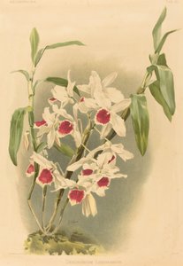 Dendrobium Leechianum od Joseph Mansell after Henry George Moon