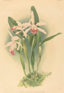 Laelia Elegans Schilleriana od Joseph Mansell after Henry George Moon