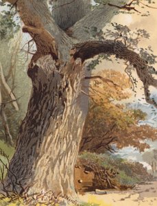 Elm-Trunk (barevná litografie)