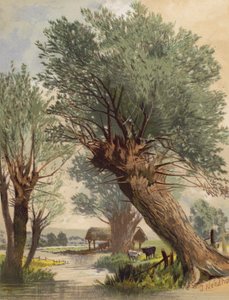 Pollarded Willows (barevná litografie)