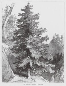 Modřín (litografie)