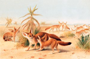 africké fenykle
