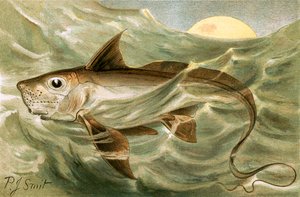 Chimaera od Joseph Smit