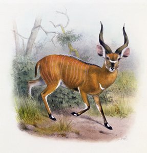 Široká rohatá antilopa z „Knihy o antilopách“,