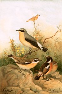 Wheatear, Stonechat a Whinchat