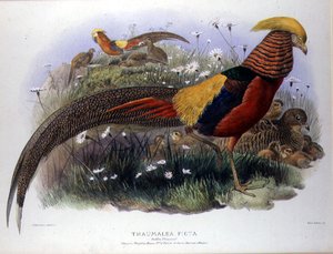 Thaumalea picta (zlatý bažant) rytina M. & N. Hanhart od Joseph and Smit J. Wolf