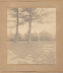 Krajina se stromy,c. 1900 (foto)