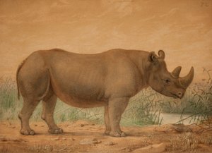 Africký nosorožec od Joseph Wolf