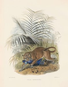  od Joseph Wolf