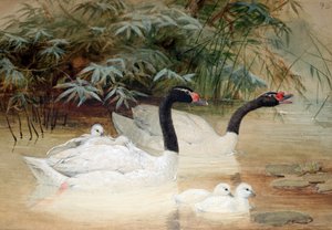 Labuť černokrká (Cygnus nigricollis), 1852-54 od Joseph Wolf