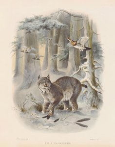  od Joseph Wolf