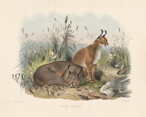  od Joseph Wolf