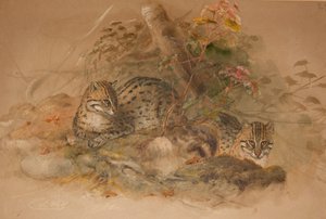 Levhart obláčkový (Fleis macrocelis) (akvarel na papíře) od Joseph Wolf