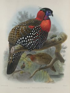 Crimson bellied Tragopan, vyryl M. & N. Hanhart, 1870-72 Wolf, Joseph (1820-99) & Smit, J. (fl.1870)
