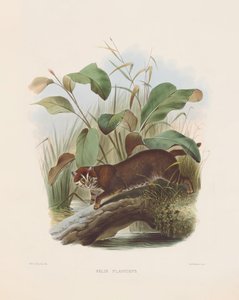  od Joseph Wolf