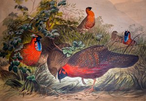 Rohatý tragopan, 1861 od Joseph Wolf
