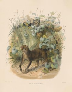  od Joseph Wolf