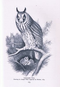 Long Eared Owl, Nature in Britain vydal Collins, 1946 od Joseph Wolf