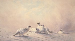 Ptarmigan, zima, 1873 (wc) od Joseph Wolf