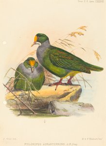 Dva ptáci (Ptilonopus Auranthfrons) od Joseph Wolf