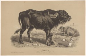 Buvol Buffalo (název na objektu) Dierenstudies in twee soorten krijt (název série) Studie dvěma tužkami od Z. Gengembre (název série)