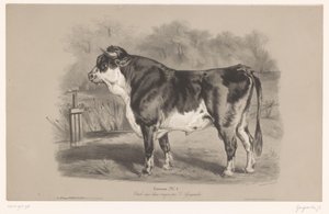 Býk na louce Taureau (titul na objektu) Studie na zvířatech ve dvou typech křídy (název série) Etude aux deux pastelky par Z. Gengembre (název série na předmětu)