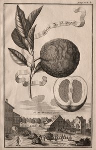 Nurnbergische Hesperides: Aranzo da Portugal, 1714.