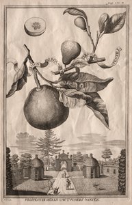Nurnbergische Hesperides: Limon bergamot personzin gientile, 1714.