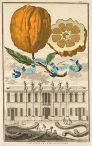 Nurnbergische Hesperides: No185 - sladké pruhované aranzo. Palazzo del N. H. Fonte v Noventa, c1708.