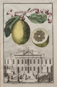 Nurnbergische Hesperides: č. 125 - Limon Ponzino z Neapole. Palazzo del N. H. Cornaro ve Fiesso
