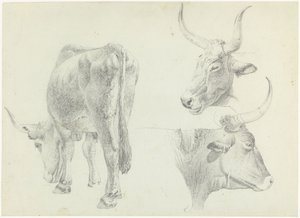 Tři studie italského dobytka od Josephus Augustus Knip