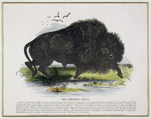 The American Bison, vzdělávací ilustrační hospoda. Společností pro podporu křesťanského poznání