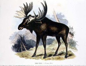 Naučná ilustrační hospoda Elk (Cervus alces). Společností pro podporu křesťanského poznání