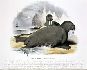 Vzdělávací ilustrační hospoda Mrož (Trichecus rosmarus). od Společnosti pro podporu křesťanského poznání od Josiah Wood Whymper