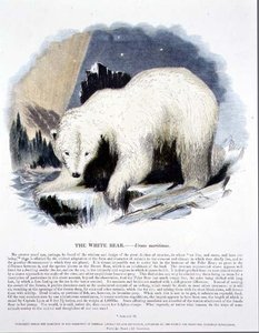 Naučná ilustrační hospoda Bílý medvěd (Ursus maritimus). Společností pro podporu křesťanského poznání