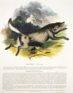 Naučná ilustrační hospoda Vlk (Canis lupus). Společností pro podporu křesťanského poznání, 1843 (akvatinta)