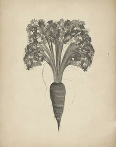 Botanická kresba mrkve