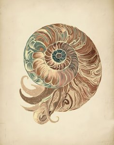 Elegantní mušle Nautilus od Josie George