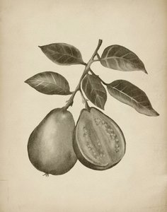 Botanická studie guavy