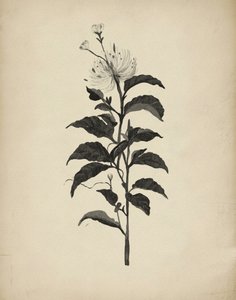 Retro botanická ilustrace