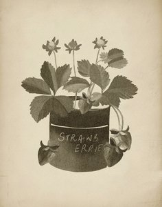 Retro ilustrace jahody od Josie George