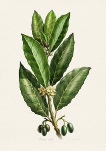 Botanické listy a plody