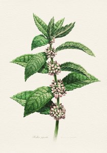 Kvetoucí máta – botanický popis od Juan Hernaz
