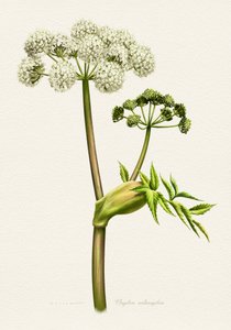 Botanická ilustrace anděliky bílé od Juan Hernaz