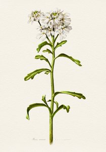Bílá rozrazilka – botanický popis od Juan Hernaz